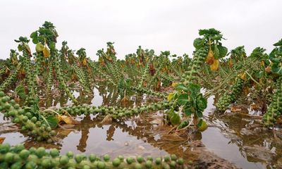 UK facing food shortages and price rises after extreme weather