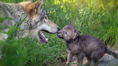 "The two shared a glance that made time stand still" – watch tiny wolf pup bravely come face to face with bull elk