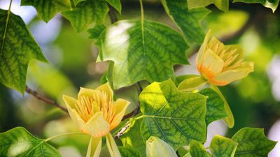 How to grow a tulip tree – for a flowering tree that hummingbirds and pollinators adore