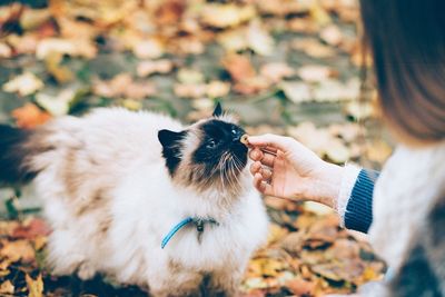 10 Best Flea Collars For Cats In 2024: For Purrfect, Itch-free Fur!