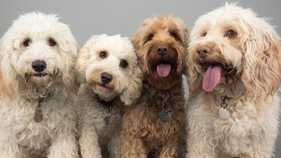 Popular poodle mixes– and whether they make good pets