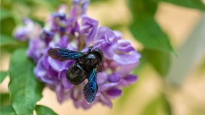 How to get rid of carpenter bees – 9 expert solutions for deterring these destructive pests