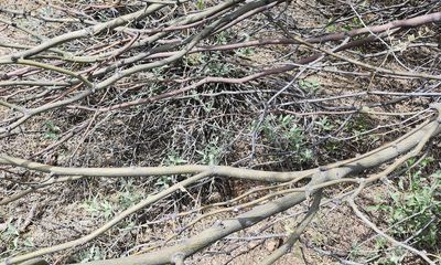 Can you spot (and ID) the rattlesnake in Tucson man’s yard?