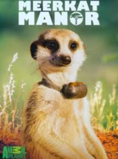 Meerkat Manor To Be Adapted Into Animated Feature Film