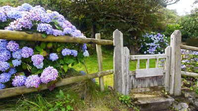 Why are my hydrangeas drooping? Gardening experts swoop in with helpful care tips