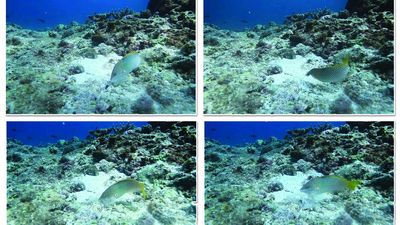 Three new fish species spotted using tools in the Laccadive Sea