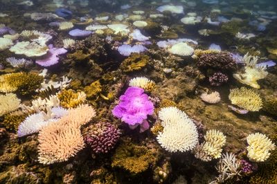 Australia's Great Barrier Reef Hit By Record Bleaching