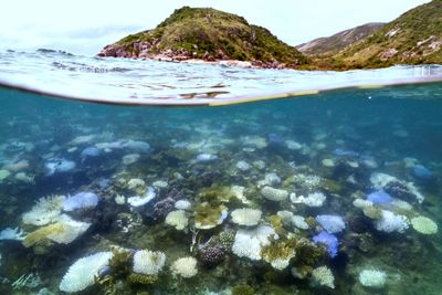 Australia’s Great Barrier Reef suffers worst bleaching on record