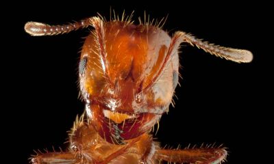 Cost of fire-ant outbreak in Australia could be much higher than ‘flawed’ earlier prediction, data shows