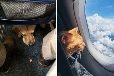 50 People Captured The Most Adorable Plane Passengers Aboard (New Pics)