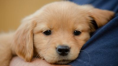 Expert reveals 3 surprising reasons why you shouldn’t leave your puppy to cry
