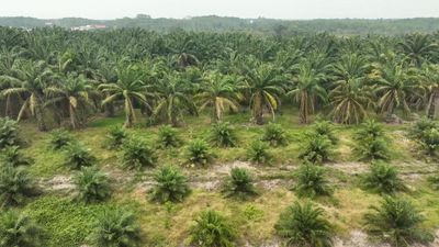 Indonesia's biodiesel industry contributing to deforestation