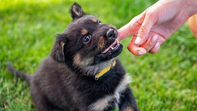 Vet shares top tips on how to train a puppy not to bite (and it's easier than you might think)