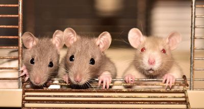 Rat-related illnesses are climbing in New York City, concerning authorities