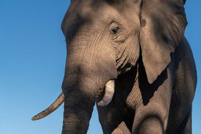 Europeans care more about elephants than people, says Botswana president