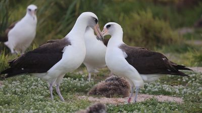 World's oldest wild bird is 'actively courting' after losing long-term mate