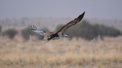 The Great Indian Bustard and climate action verdict
