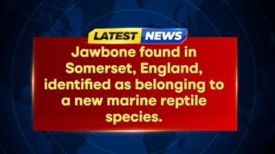 Massive Jawbone Found Of Largest Marine Reptile In History