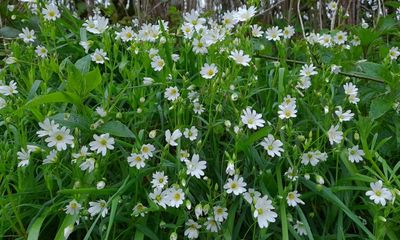 Country diary: A ghostly old canal enlivened by primroses and stitchwort