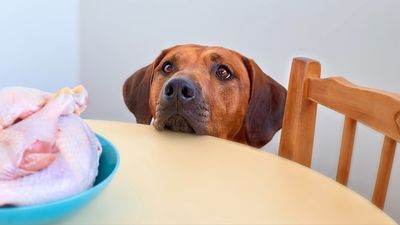 Chicken allergy in dogs: Vet reveals everything you need to know