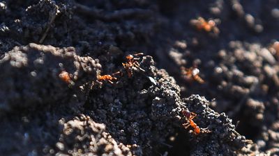 Australia warned to wage all-out war on fire-ant menace