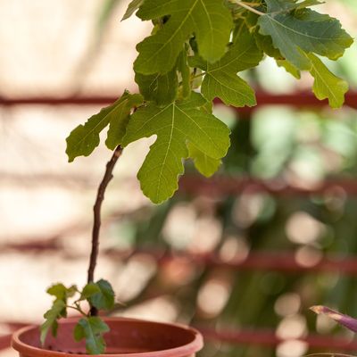 How to grow a fig tree in a pot to give your garden a Mediterranean look