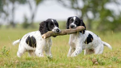 Can dogs eat sticks? Vet’s advice on risks, alternatives, and prevention