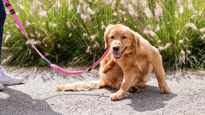 Apoquel for dogs: Vet explains the ins and outs of this prescription medication