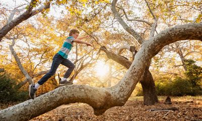 Arbouring offenders: Italian town’s tree-climbing ban prompts outcry