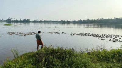 Over 21,000 birds to be culled in Alappuzha on Friday