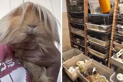 “It’s Insane”: Animal Shelter Left Desperate After Rescuing 500 Guinea Pigs From Hoarder