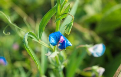 What are 'orphan crops'? And why is there a new campaign to get them adopted?