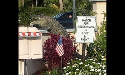 ‘Legendary’ sighting as huge gator attempts to climb wall in Florida