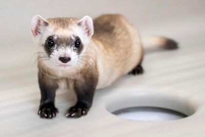 Two endangered black-footed ferrets cloned from frozen tissue samples