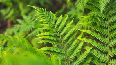 How to care for ferns — 7 pro tips for indoor and outdoor growing
