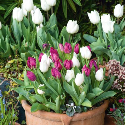What to do with tulips after flowering to ensure brighter and more vibrant blooms next year