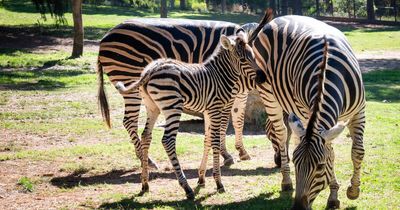 The surprising arrival of a 'cheeky' new baby zebra at National Zoo