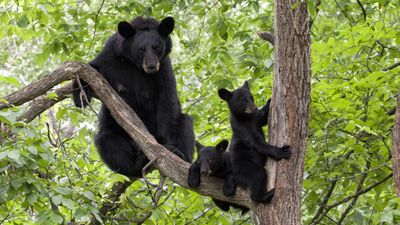 "The bear probably had a pretty traumatic experience" – disturbing video shows people hauling cub out of tree for selfies