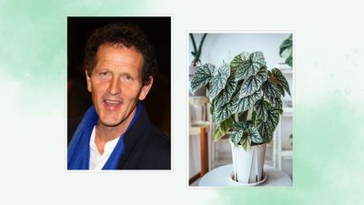 Monty Don shares the 'single most useful thing' you need to help your houseplants thrive