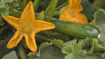 How to grow zucchini vertically – expert tips for big harvests in small spaces