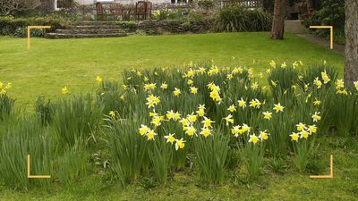 What to do with daffodils after flowering to ensure generous returning blooms next spring