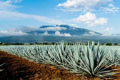 Tequilas and mezcals you will want to savour, not slam