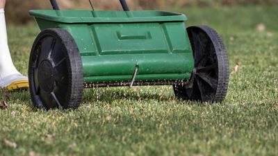 Lawn experts reveal if it is better to seed or fertilize first in spring – the best steps to follow for lush, healthy grass