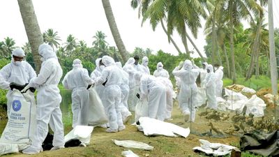Avian flu: over 17,000 birds culled in Alappuzha