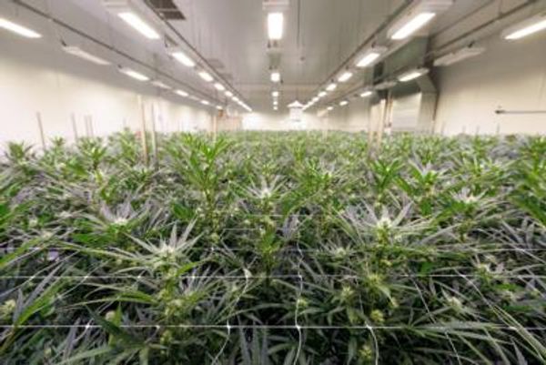Ohio Becomes 24Th State To Approve Legal Recreational Marijuana