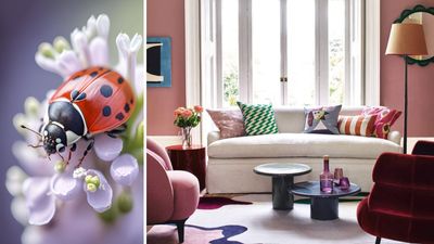How to get rid of beetles inside your house – 5 fast and effective methods