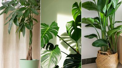 Best tall houseplants — 10 lofty options for indoor spaces