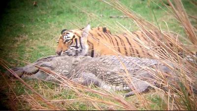 Watch tigress and her cubs feasting on crocodile they killed in rare footage