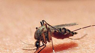 Health department orders intensification of preventive drive against dengue
