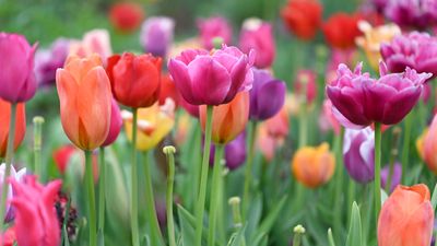 When to Fertilize Bulbs — Gardening Tricks to Learn Now to Boost Flowers and Get More Blooms